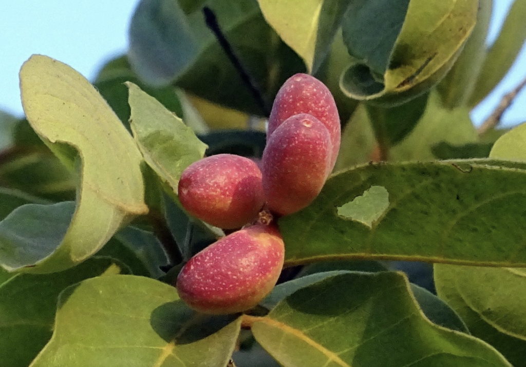 Terminalia Chebula | Chebula Plant Benefits | Chebula.Net