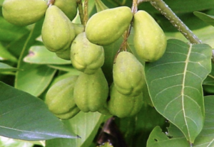 Chebula Fruit Extract | Chebula Extract | Chebula.Net