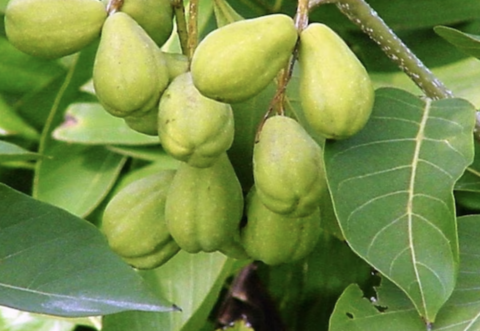 Terminalia Capitanea Terminalia Chebula Fruit Extract