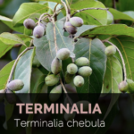 Terminalia Chebula | Chebula Benefits | Chebula.Net